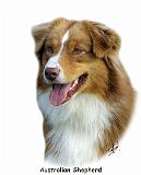 Australian Shepherd 9K4D-16_2